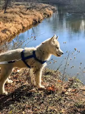 Bryan's Hiking Trail - Alger, MI