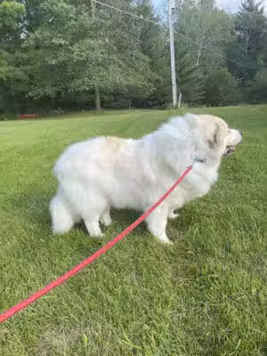 K9 Country Clipz - Alger, MI