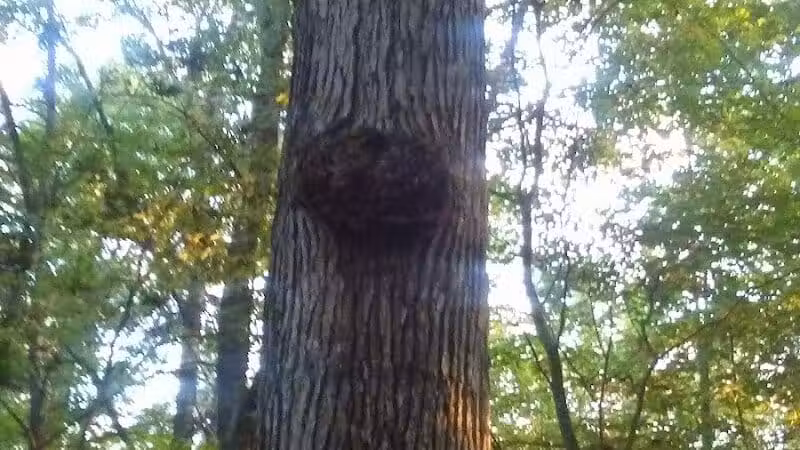 Oasis Lake Park & Campground - Alger, MI