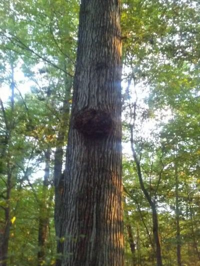 Oasis Lake Park & Campground - Alger, MI