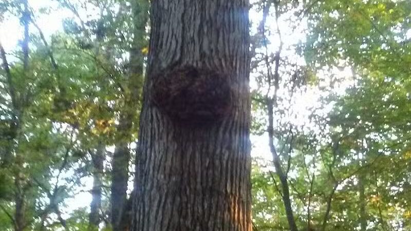 Oasis Lake Park & Campground - Alger, MI