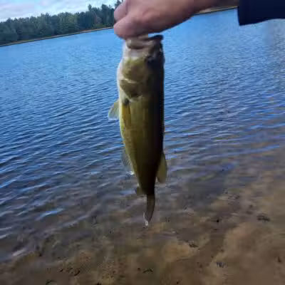 Oasis Lake Park & Campground - Alger, MI