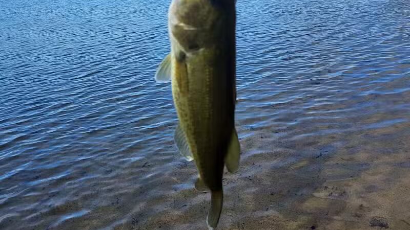 Oasis Lake Park & Campground - Alger, MI