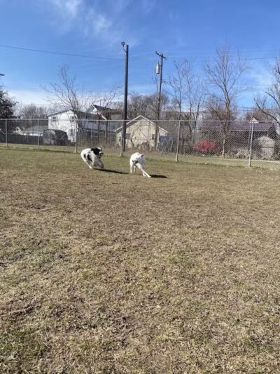 Algonac Dog Park - Algonac, MI