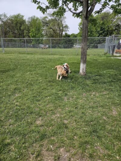 Algonac Dog Park - Algonac, MI