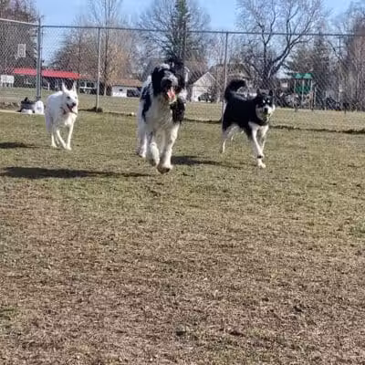 Algonac Dog Park - Algonac, MI