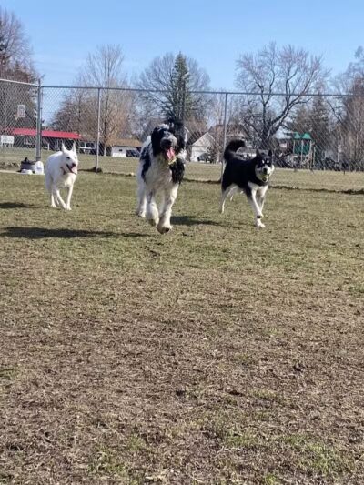 Algonac Dog Park - Algonac, MI