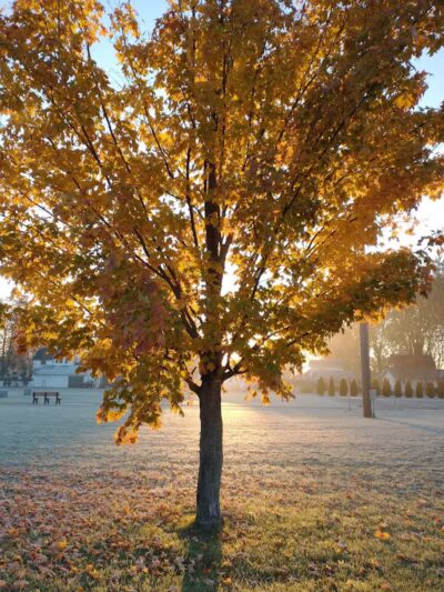 Algonac Dog Park - Algonac, MI