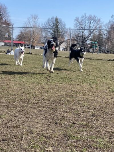 Algonac Dog Park - Algonac, MI