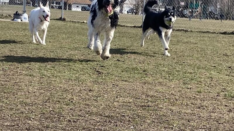 Algonac Dog Park - Algonac, MI