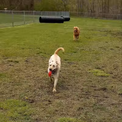 Dog Park- Jaycee Park - Allegan, MI