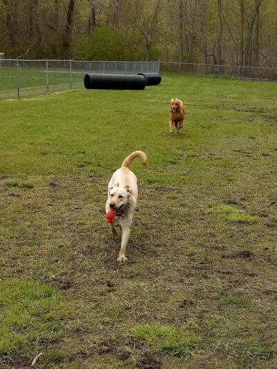 Dog Park- Jaycee Park - Allegan, MI