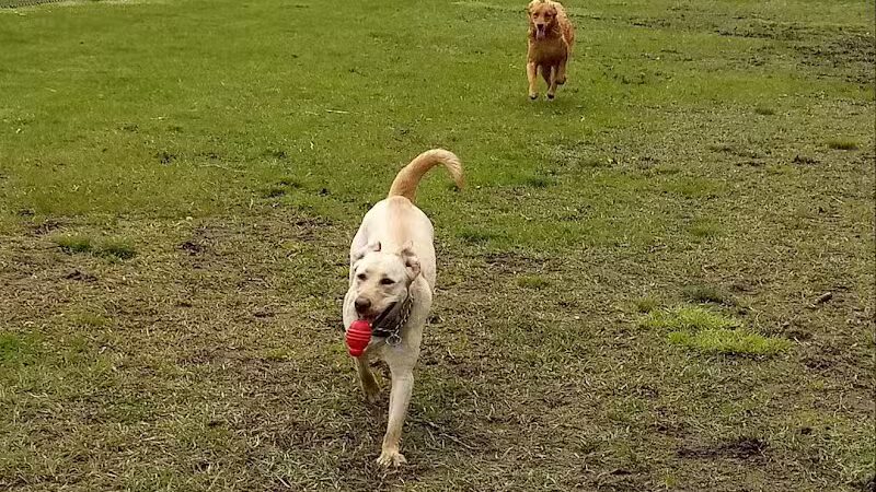 Dog Park- Jaycee Park - Allegan, MI