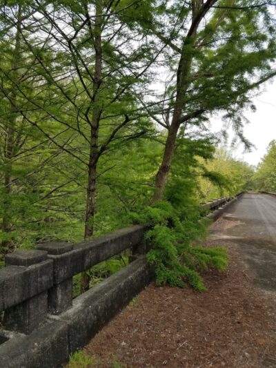 Lower Savannah River Alliance Greenway - Allendale, SC
