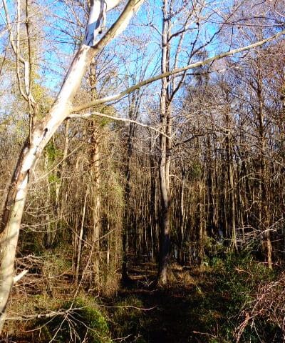 Lower Savannah River Alliance Greenway - Allendale, SC
