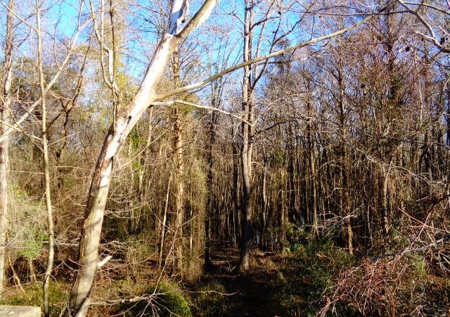 Lower Savannah River Alliance Greenway - Allendale, SC