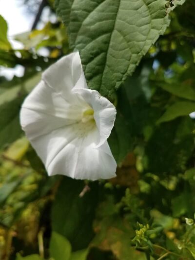 Union Transportation Trail - Allentown, NJ