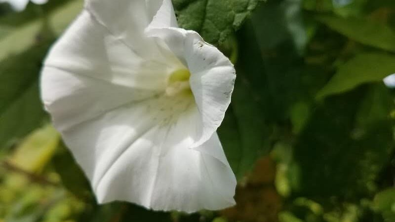 Union Transportation Trail - Allentown, NJ