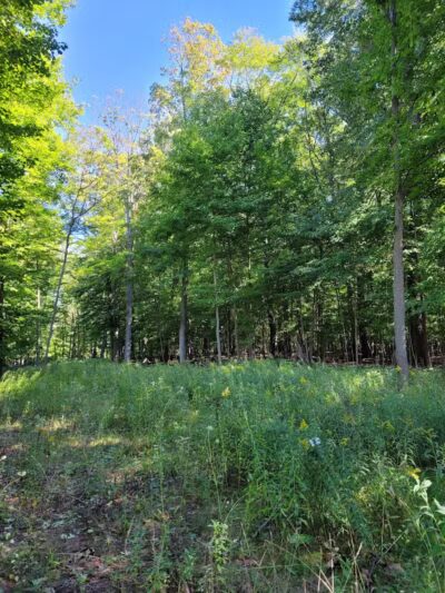 Alma Mountain Bike Trail - Alma,