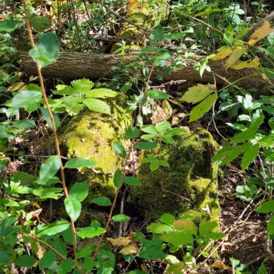 Alma Mountain Bike Trail - Alma,