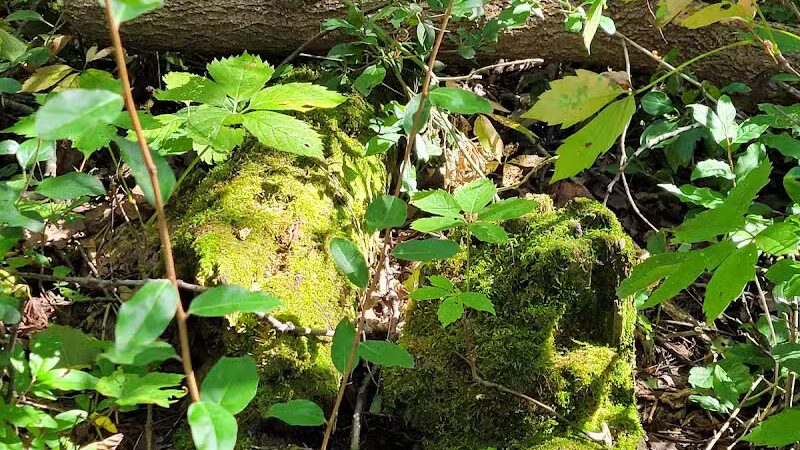 Alma Mountain Bike Trail - Alma,