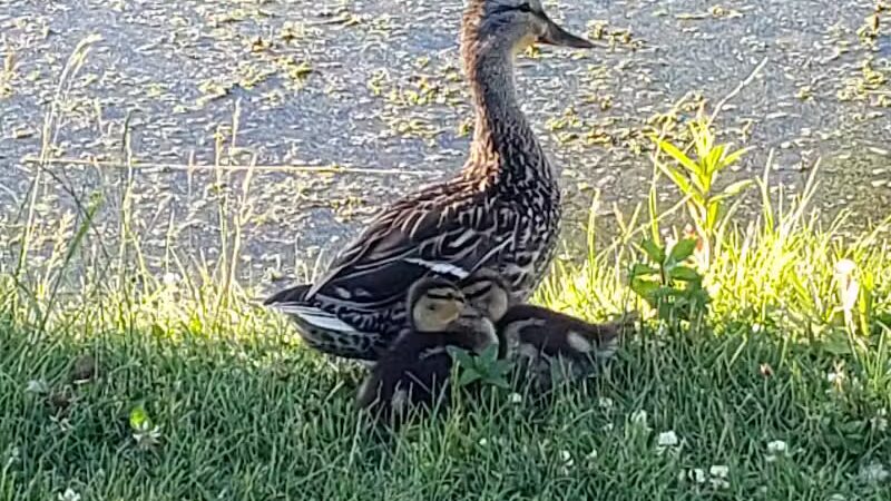 Alma Mountain Bike Trail - Alma,