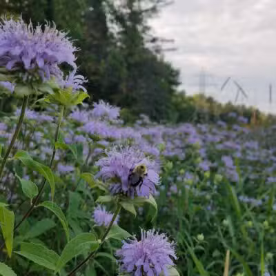 Alma Mountain Bike Trail - Alma,