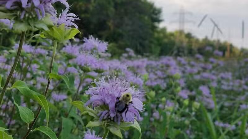 Alma Mountain Bike Trail - Alma,