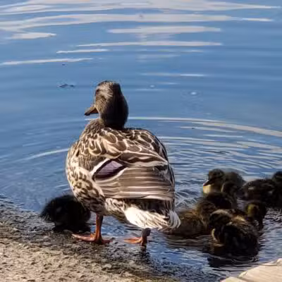 Riverside Park - Alma,