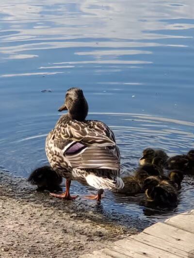 Riverside Park - Alma,