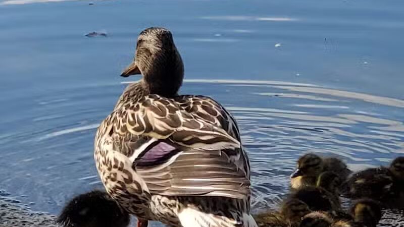 Riverside Park - Alma,