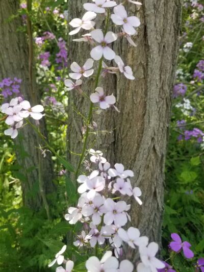 The Runway DGC - Alma,