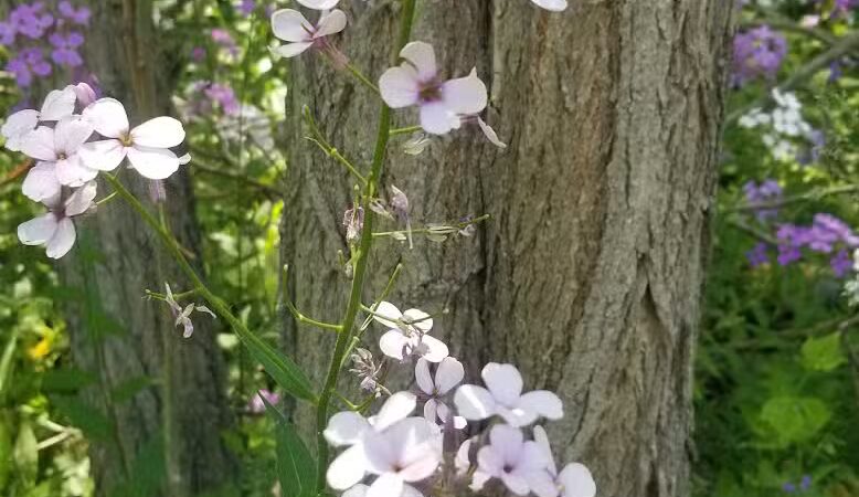 The Runway DGC - Alma,