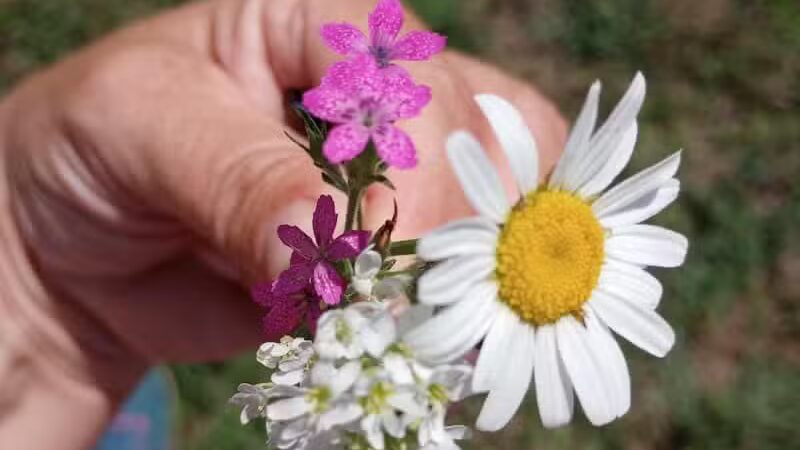 The Runway DGC - Alma,