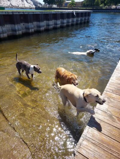 Thomas Stafford Dog Park - Alpena, MI