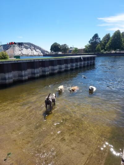 Thomas Stafford Dog Park - Alpena, MI
