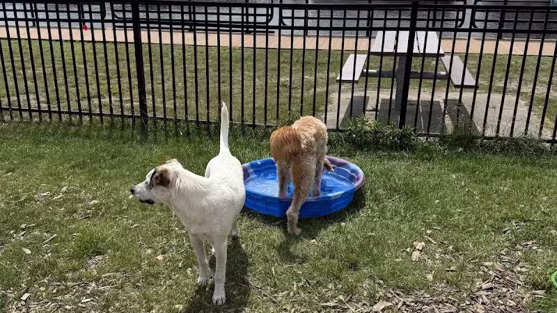 Thomas Stafford Dog Park - Alpena, MI
