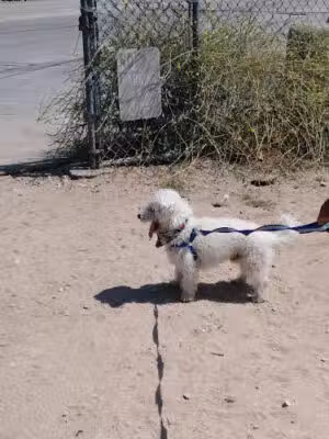 Echo Sunset Prieto Trail Loop - Altadena, CA