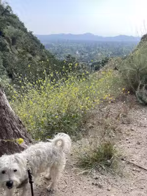 Eaton Canyon Falls Trail - Altadena, CA