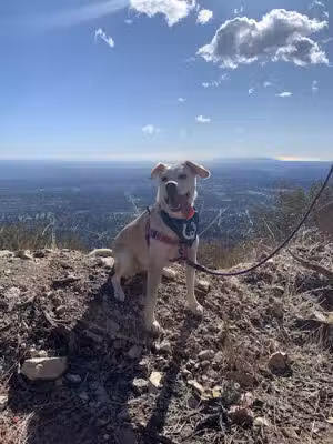 Sunset Ridge Trail - Altadena, CA
