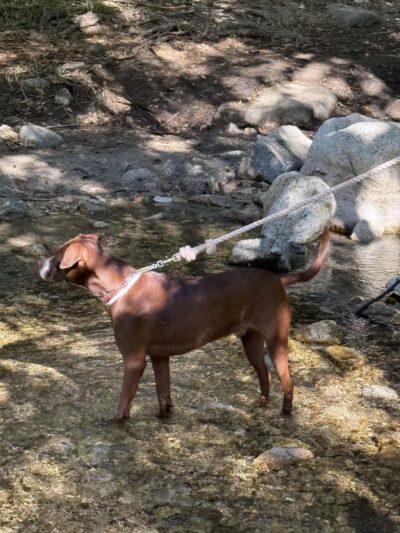Gabrielino Trail Western Trailhead - Altadena, CA