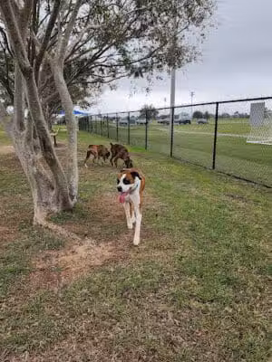 Alvin Dog Park - Alvin, TX