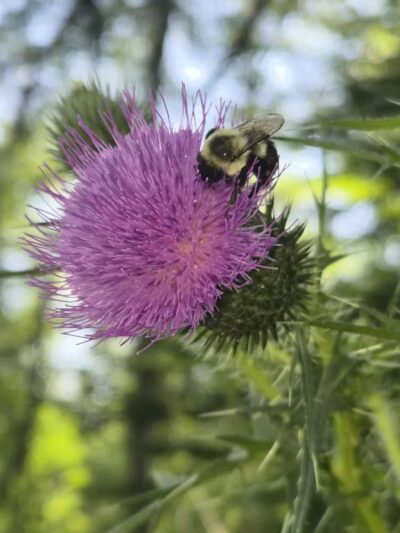 Kohler Park - Ambler, PA