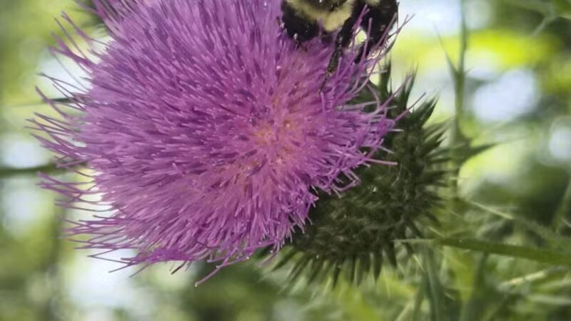 Kohler Park - Ambler, PA