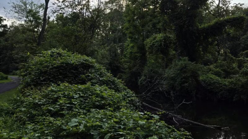 Kohler Park - Ambler, PA