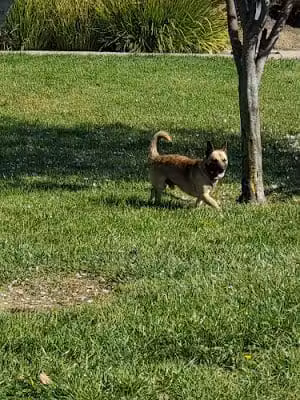 Dog Park - American Canyon, CA