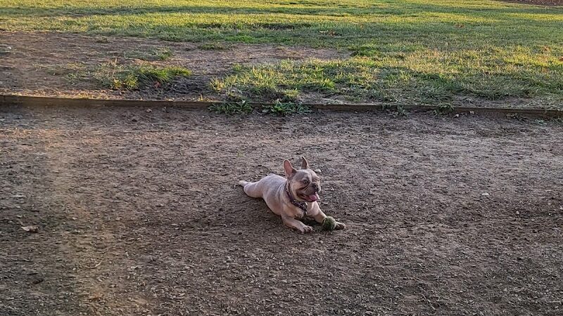 Dog Park - American Canyon, CA