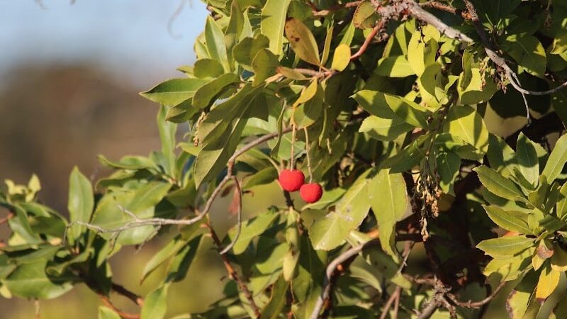 Dog Park - American Canyon, CA