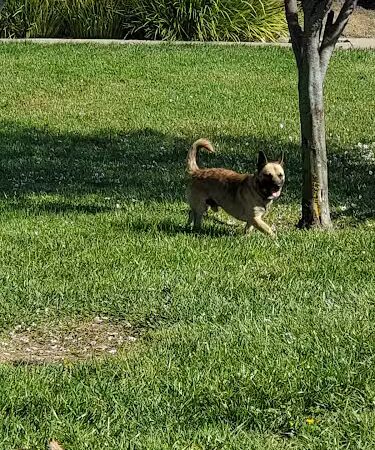 Dog Park - American Canyon, CA