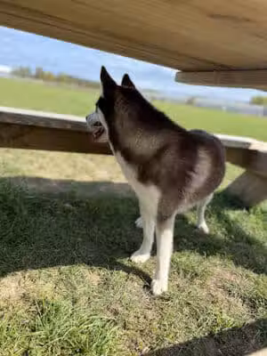 Amery Dog Park - Amery, WI